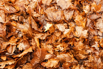 Backgrounds and textures. Background from yellow dry autumn leaves. Autumn time.