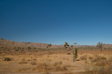 view, cactus and blue sky at Joshua tree national park desert, California