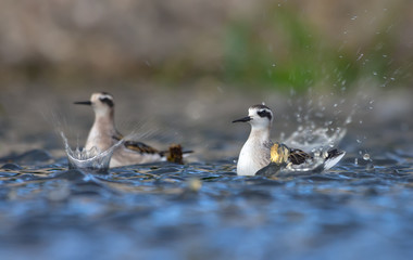 Two young Red-necked phalaropes swim in very heavy rain storm with big splashes