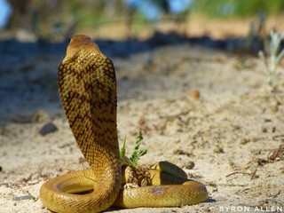 CAPE COBRA 
