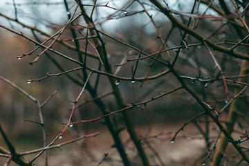 Rain drops on a dark branch of an autumn tree without leaves..