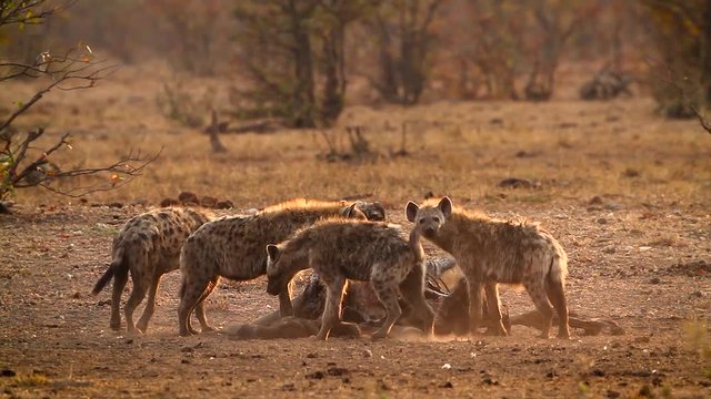 Spotted hyaena and black back jackal scavenging at dawn in Kruger National park, South Africa ; Specie Crocuta crocuta family of Hyaenidae