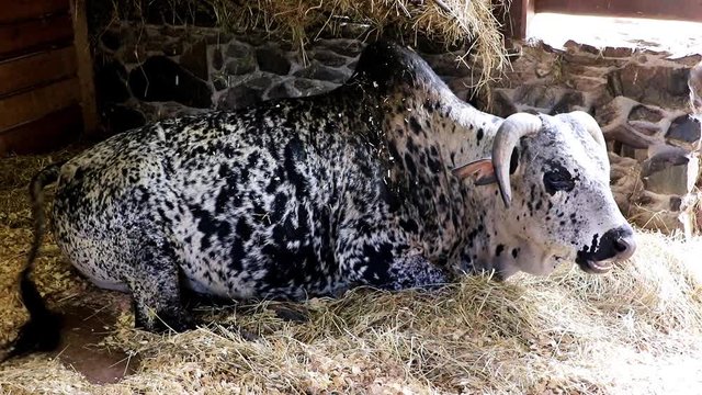 Zebu, Bos primigenius indicus, lying on straw in the cowshed.