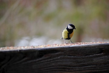 Obraz na płótnie Canvas little bird in a bird feeder eats grain