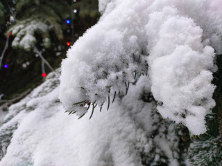 Detail of frozen branches covered with snow