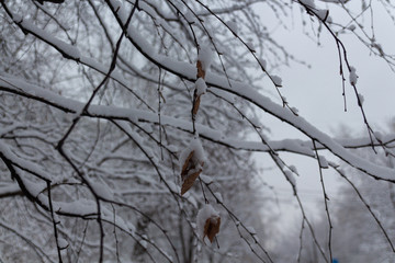 Tree branches and dry leaf in detail with snow, winter time