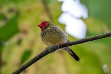 Gouldian finch - the Lady Gouldian finch, Gould's finch or the rainbow finch