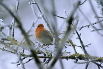 European robin - Erithacus rubecula - on winter tree branch