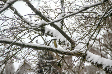 tree in winter