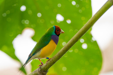 Gouldian finch - the Lady Gouldian finch, Gould's finch or the rainbow finch