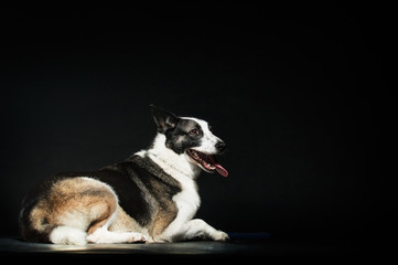 dog is looking at the black background