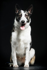 dog is looking at the black background