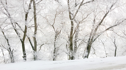 Winter in snowy forest, nature