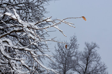 Winter fairy tale, snow-covered winter park