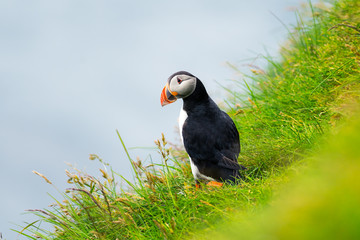 Famous faroese bird - puffin on the edge of grassy coast of Faroe island Mykines in Atlantic ocean. Faroe islands, Denmark. Animal photography