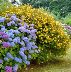 Beautiful hydrangea plant in Brittany. France