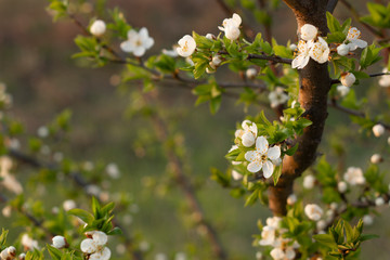 Spring blossom background. Beautiful nature scene with blooming tree.