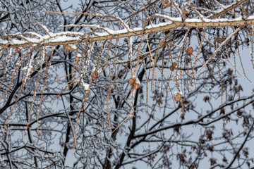Dried seeds on the tree covered with snow in the park
