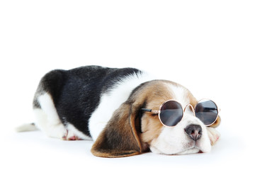 Beagle puppy dog in sunglasses isolated on white background