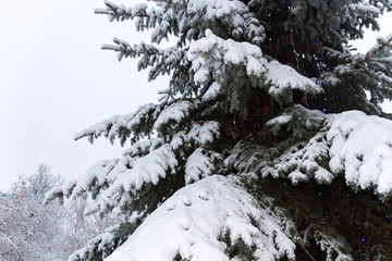 Fir branch heavily covered with fresh snow