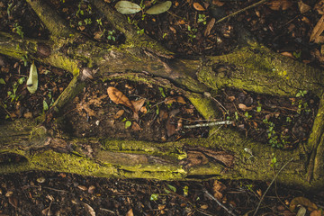 old tree roots
