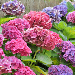 Beautiful hydrangea plant in Brittany. France