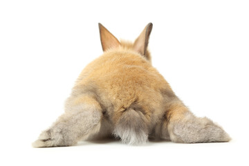 Bunny rabbit isolated on white background