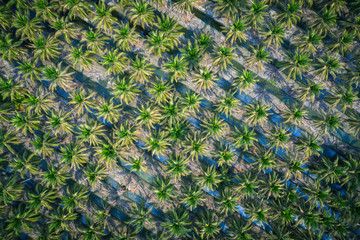 Aerial view of coconut farm in Samut sakhon province,Thailand.