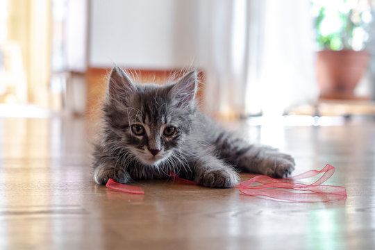 Portrait of cute fluffy kitten playing with ribbon on floor