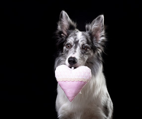 the dog is holding a heart. Valentine's Day. Cute pet in the studio. Marble Border Collie in studio