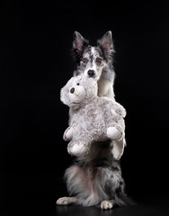 the dog is holding a toy. Valentine's Day. Cute pet in the studio. Marble Border Collie in studio