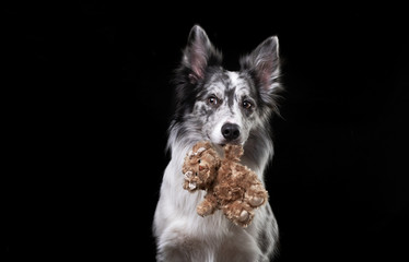 the dog is holding a toy. Valentine's Day. Cute pet in the studio. Marble Border Collie in studio