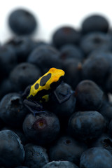 The poison dart frog sits on the berries