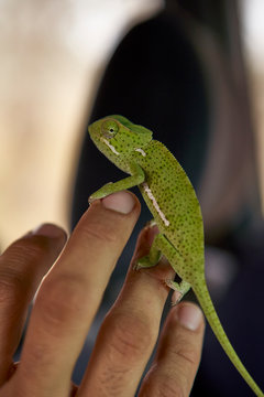 Man holding a flap-necked chameleon on his hand, Kruger National Park, South Africa