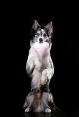 the dog is holding a heart. Valentine's Day. Cute pet in the studio. Marble Border Collie in studio