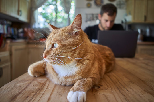 Ginger cat lying on kitchen table, while man is using laptop