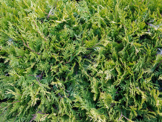 Close-up view of thuja green branches, nature texture background