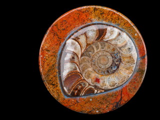 Fossiler Ammonit (Kopffüßer) - Ammonoidea 