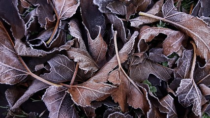 Le foglie secche ricoperte di brina