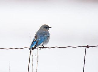 Mountain Bluebird in Winter