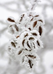 a branch with frozen leaves