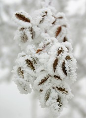 A frozen wilted leaf on a branch