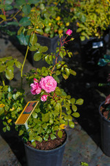 seedling of bonica 82 pink rose plant in pot
