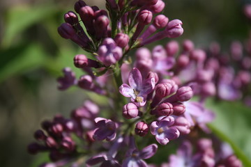 Nahaufnahme von lila Flieder Blüte