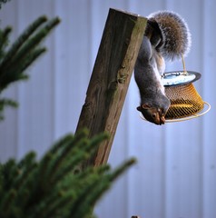 Squirrel Raiding Bird Feeder