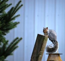 Squirrel Raiding Bird Feeder