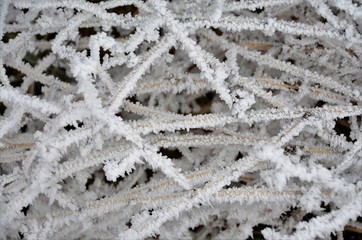 many frozen blades of grass