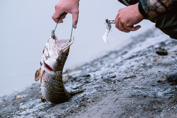 A spinning angler caught a pike, frees the bait from the mouth of the fish