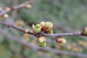 Branch of tree in Spring with Buds