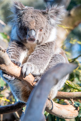 Free Koalas in Kangaroo Island on a sunny morning